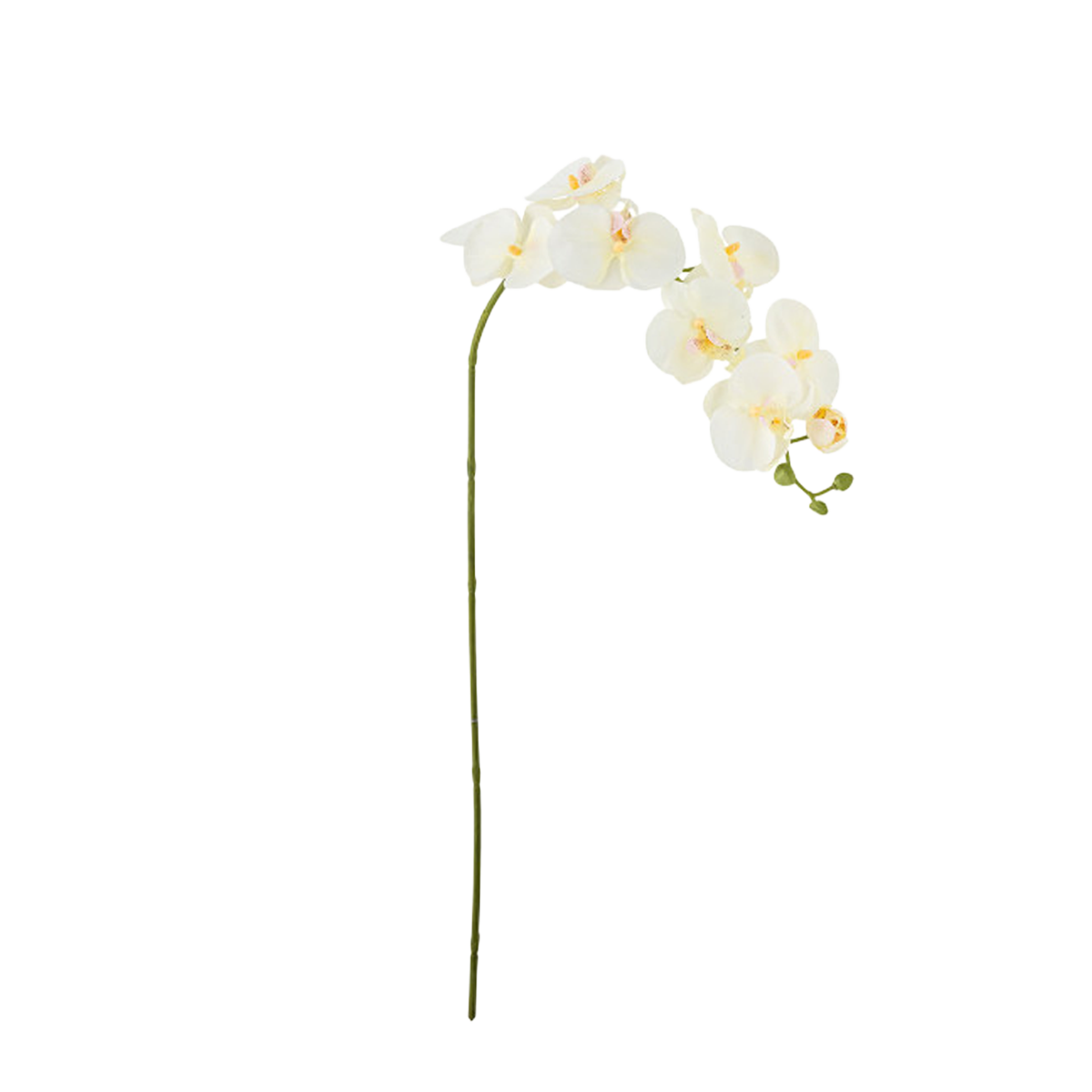 whiteorchid