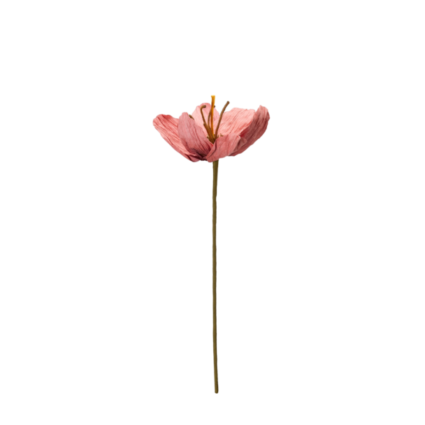 TULPAN Blomma Rosa 16x75cm